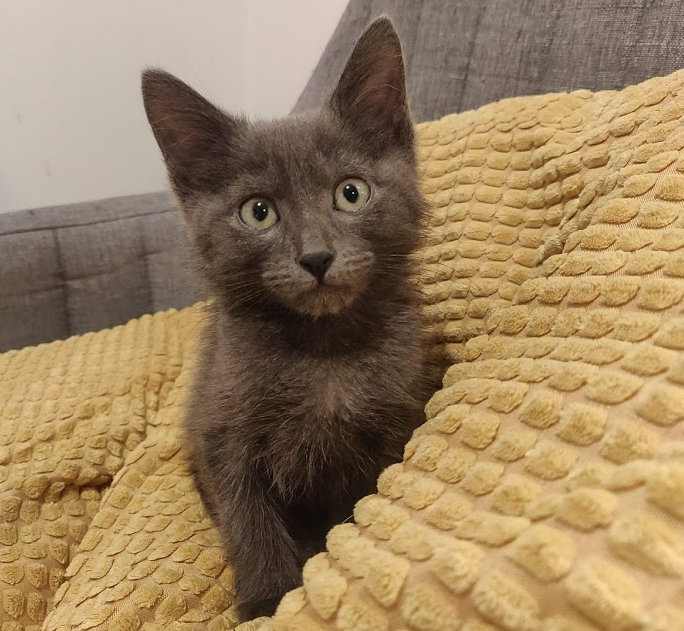 cat in pillow on chair