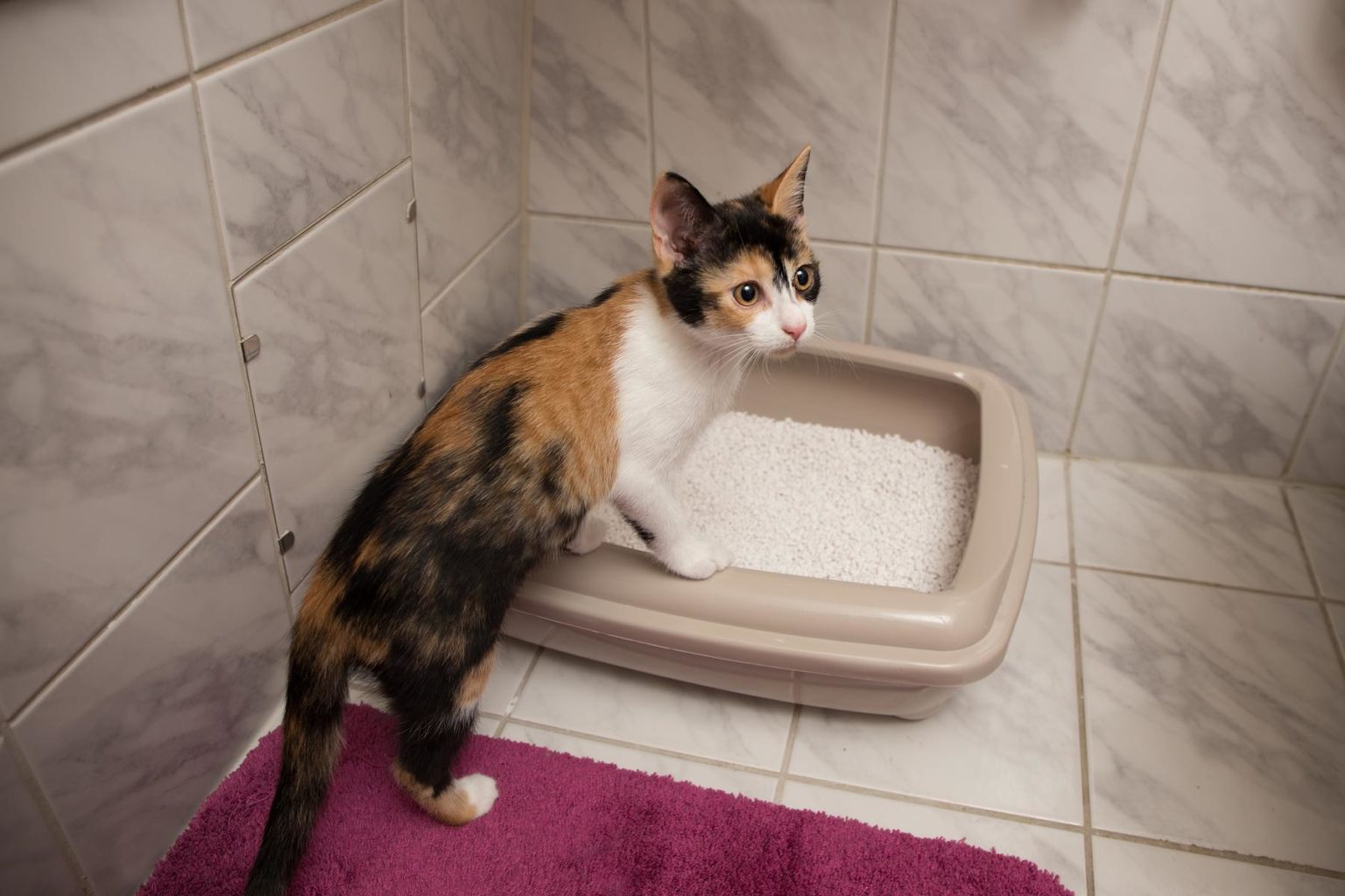 Cat Litter Options To Keep Your House Smelling Fresh DailyAffairsNow