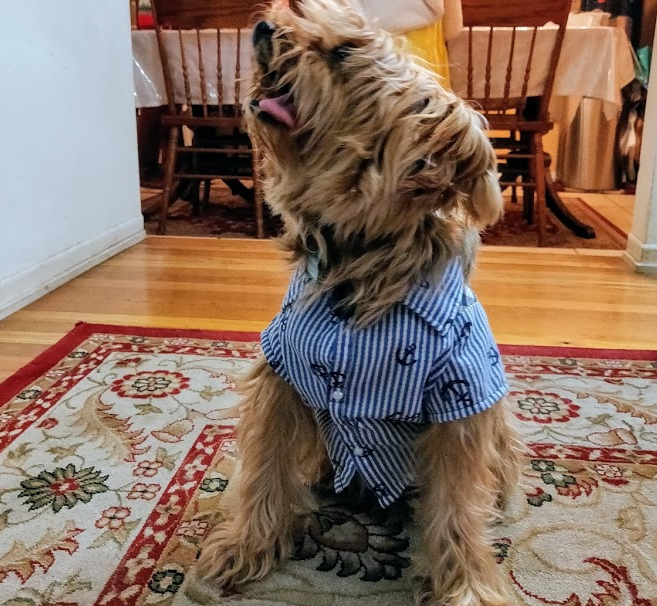 photo of dog in sailor shirt on the rug