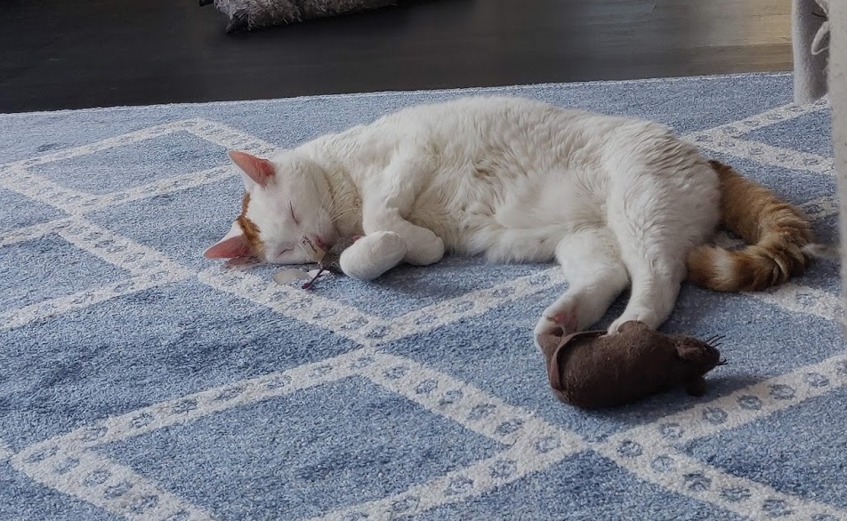 cat lying on blue rug