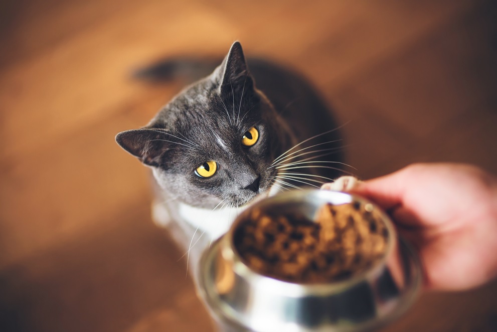 cat waiting for food bowl